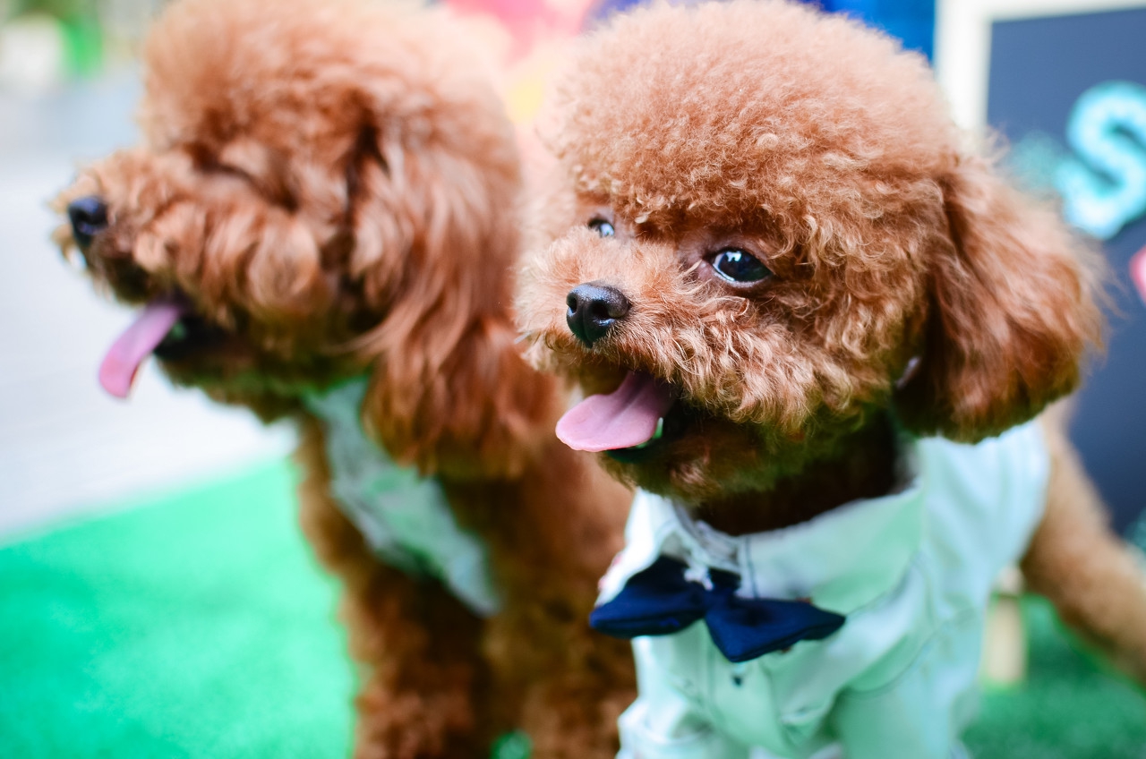 买泰迪狗要注意什么,养泰迪犬的注意什么