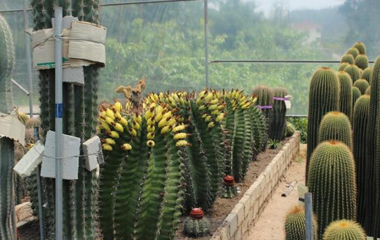 8种仙人球,养成“巨无霸”才冒花苞,小球不用想,先养大再说