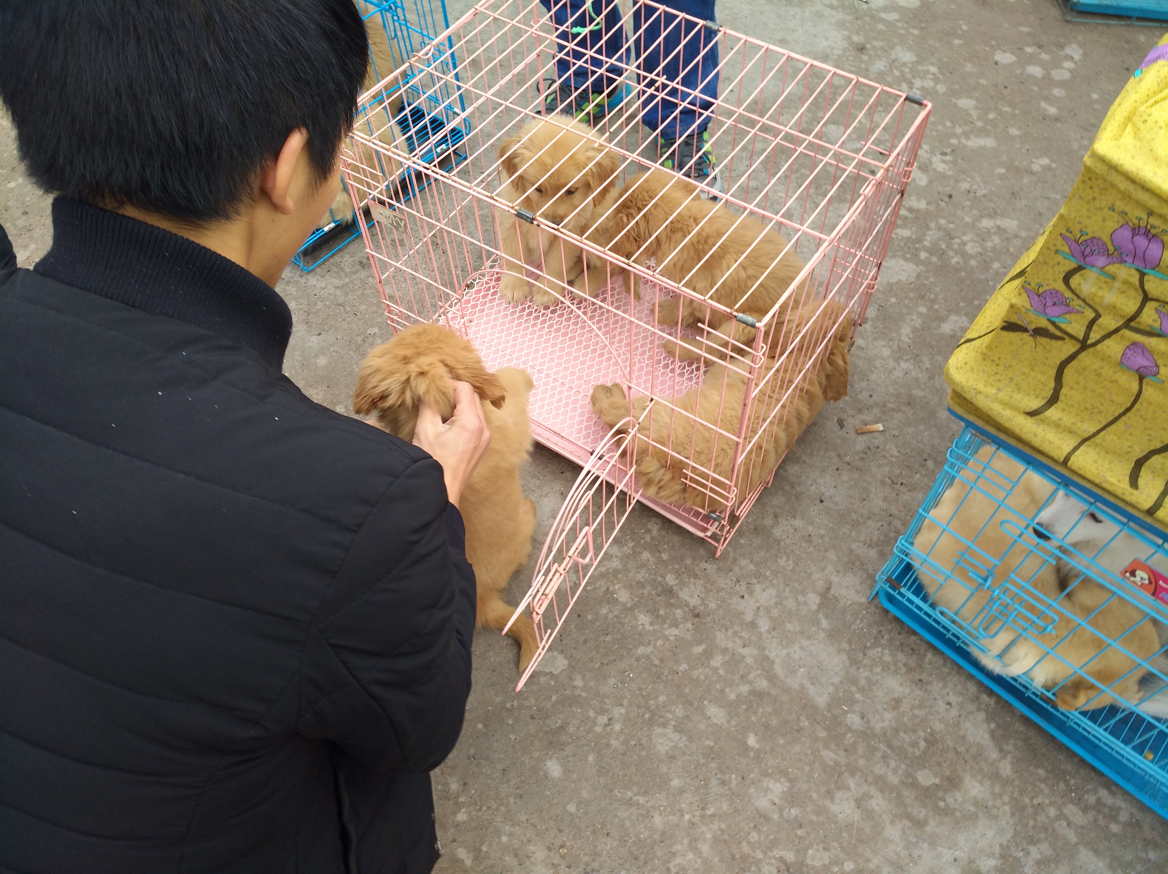 狗市场幼犬出售银川,集市卖金毛幼犬