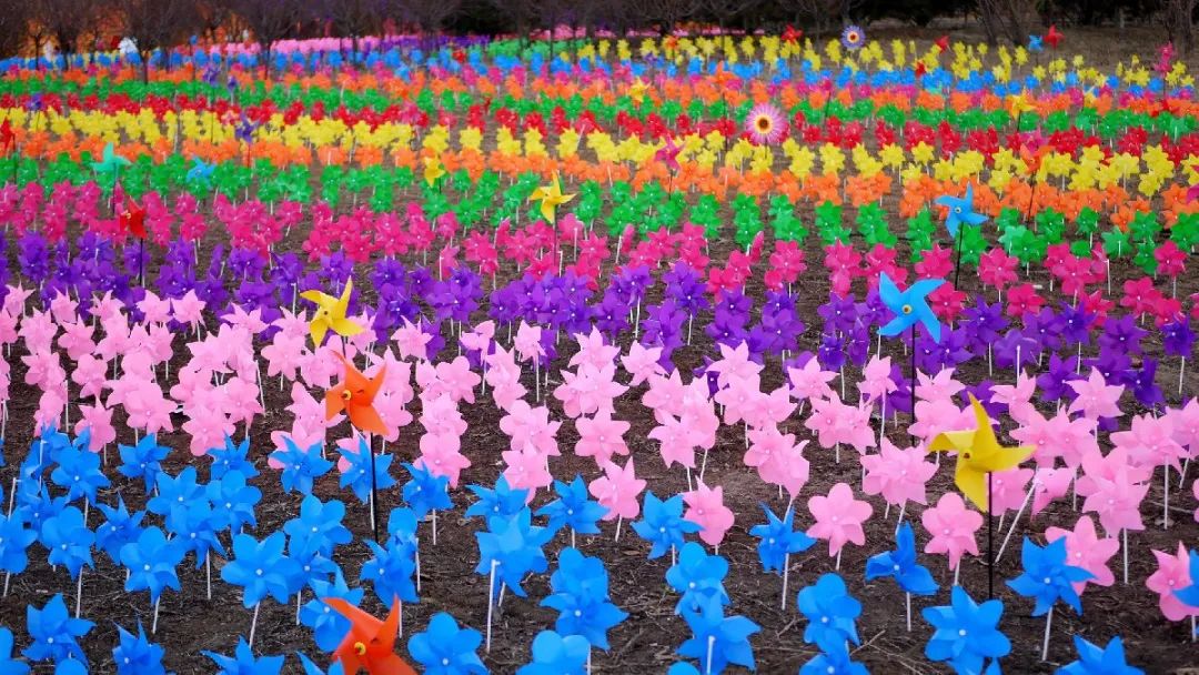 华酝牡丹园紫藤花,华酝牡丹园格桑花