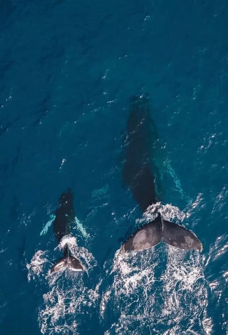 落地签免签去哪些国家旅游好,出国游排行榜前十名免签或落地签