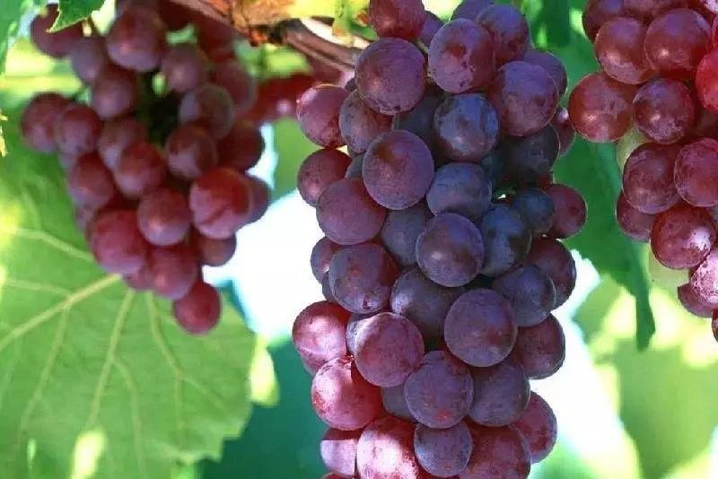 葡萄一年两熟的方法,用什么方法能让葡萄熟得快