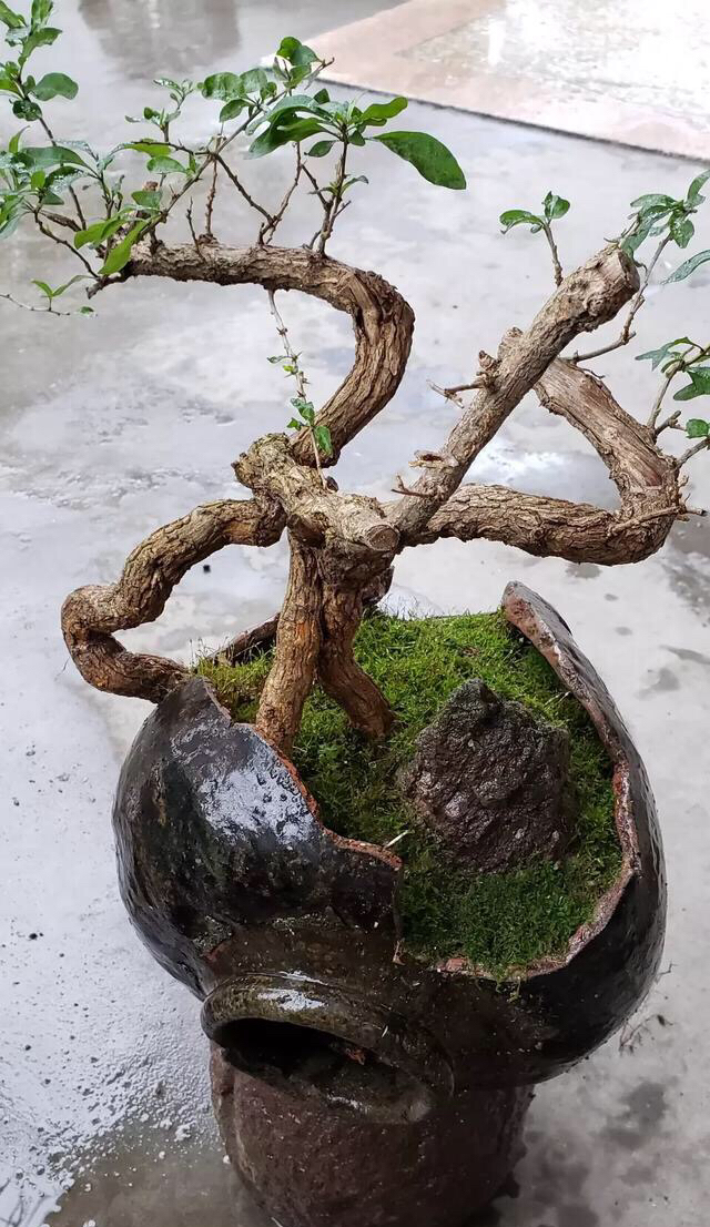 废弃水缸多肉植物造景,坛子种碗莲怎么种好看