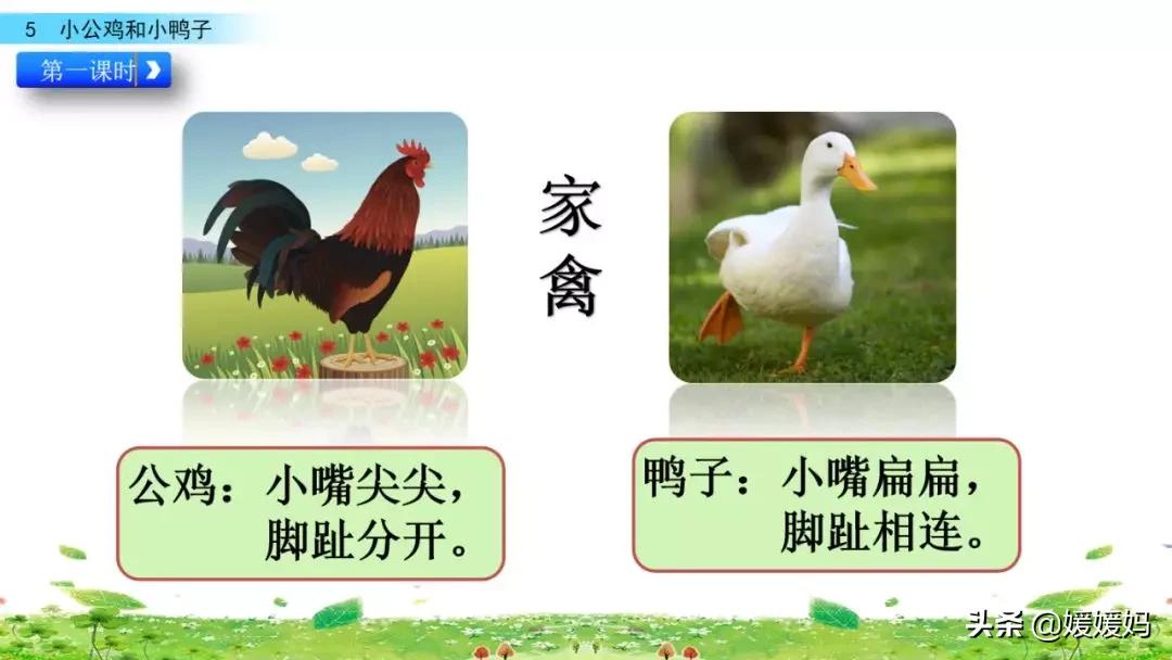 一年级下小公鸡和小鸭子课文重点,小公鸡和小鸭子一年级下册视频