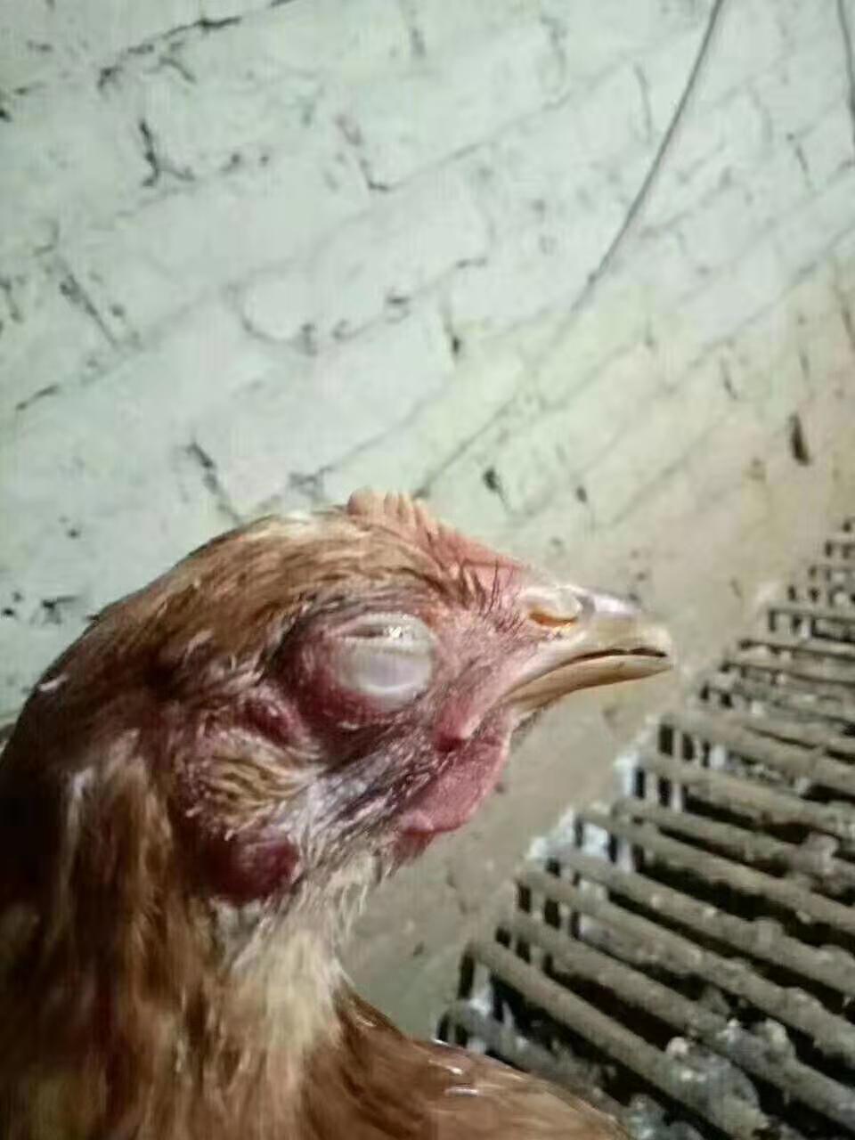 鸡眼睛肿是什么病喂什么药,大鸡眼睛睁不开还发肿怎么回事