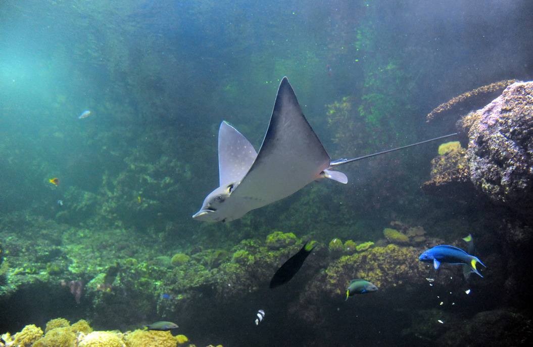 深海潜水接触神秘的海底世界,进入深海1万米发掘深海秘密