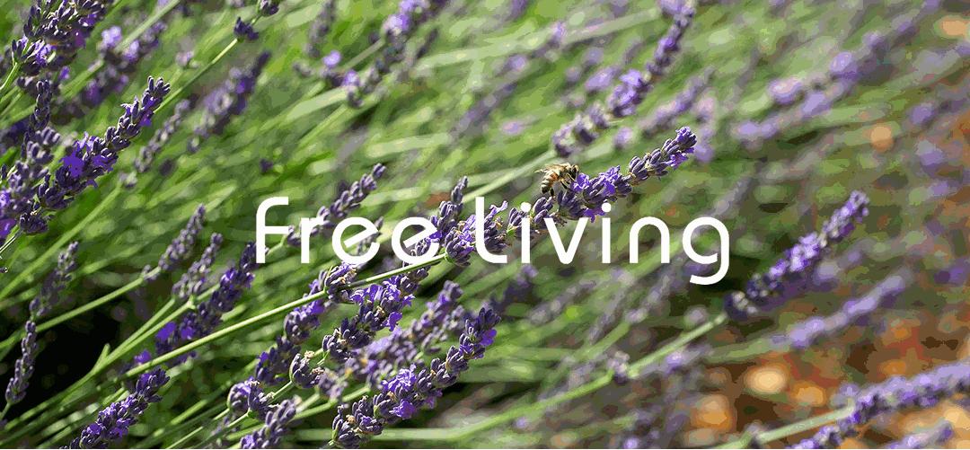 精油假的有什么危害,好的精油和普通的精油有什么区别