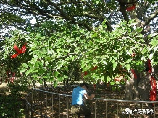 菩提树根手串怎样辨别真假,真实的菩提树