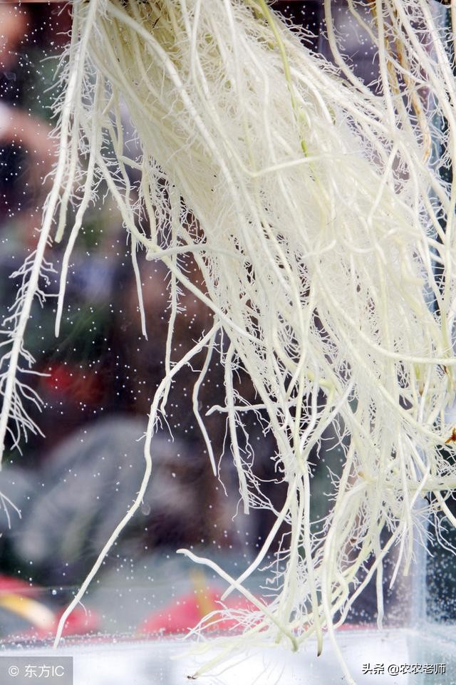 果园施肥技术真的有用吗,果园种它彻底解决除草难题