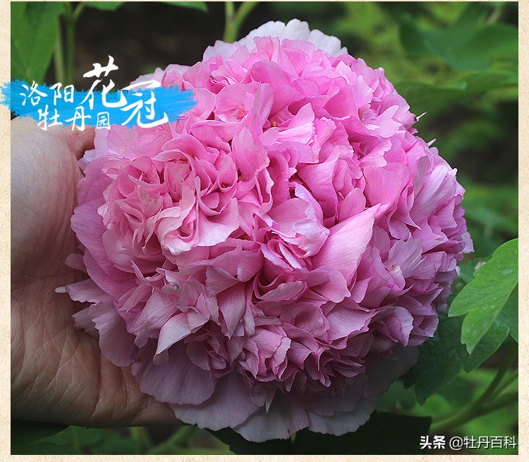 紫蓝魁和魏紫的区别,牡丹紫蓝魁和紫罗兰一样吗