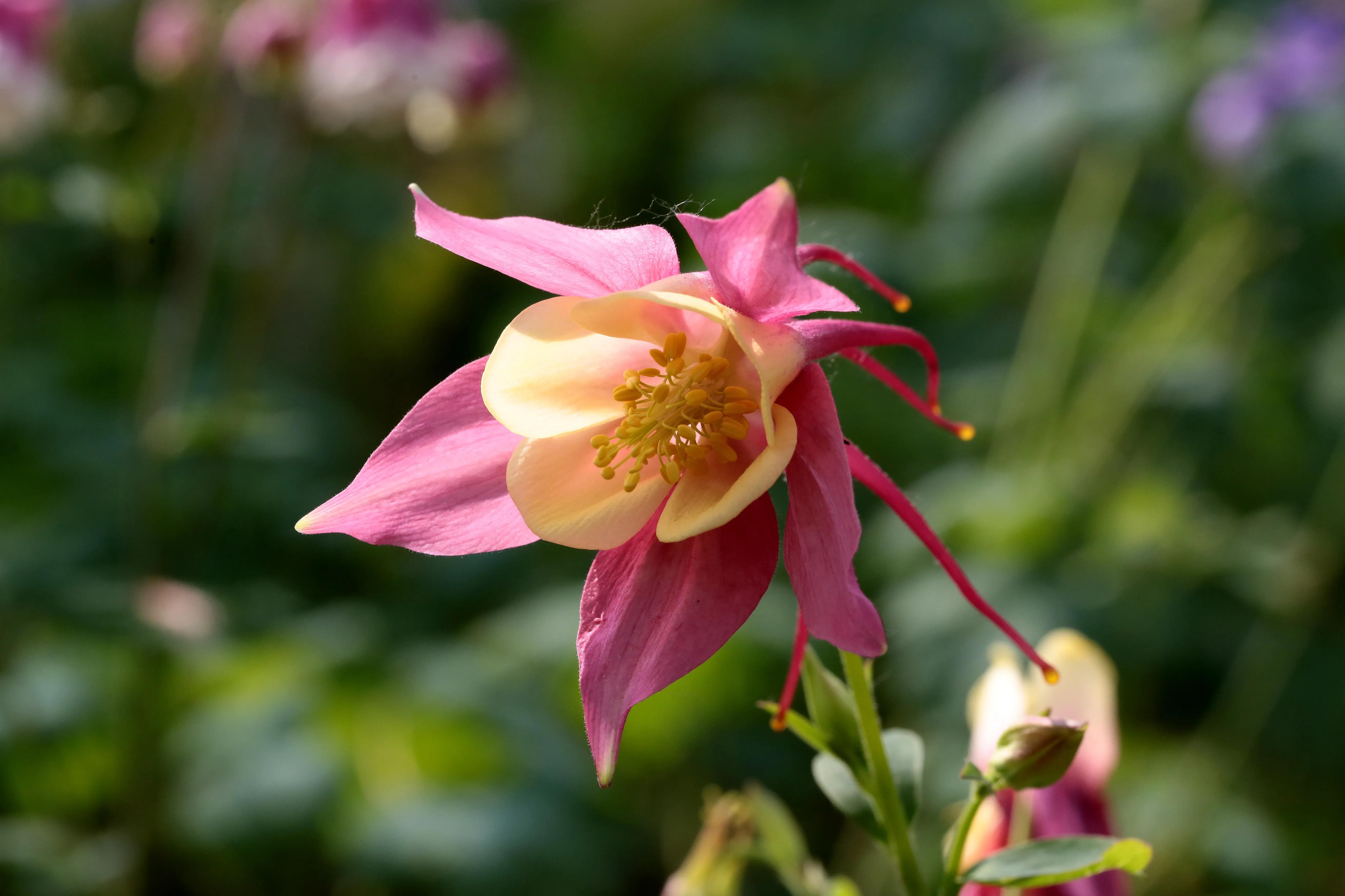 西溪湿地花朝节花草集（2）