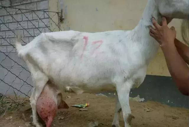 奶山羊最好的品种有哪些,全球公认最好的奶山羊品种是哪个