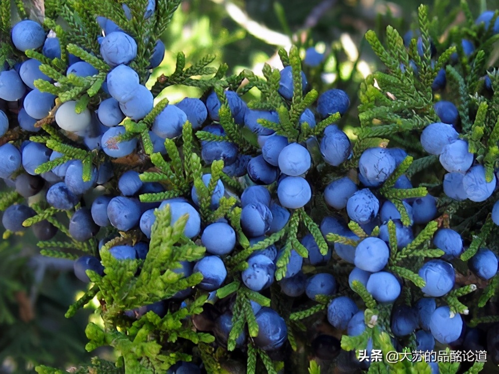 受欢迎的金酒推荐,10大受欢迎的威士忌