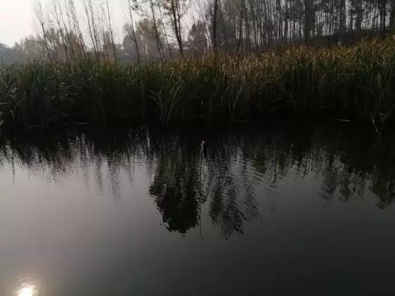 空闲出钓沐暖阳，本汀宗师开光狂拉鲫