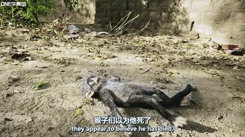 豆瓣9.8分悬疑大片,窥探电视剧豆瓣评分