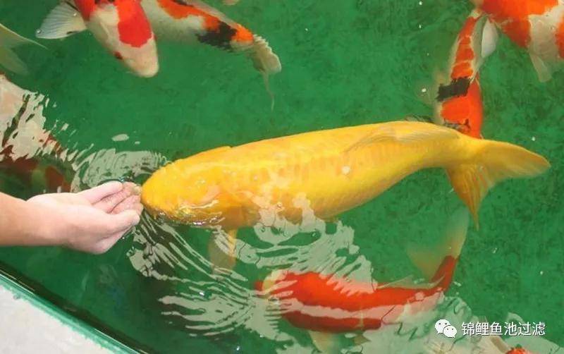 养锦鲤必备的一款鱼池过滤器,锦鲤鱼池过滤器自制方法