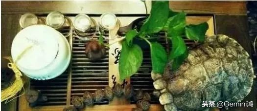 文玩小乌龟,文玩乌龟代表什么