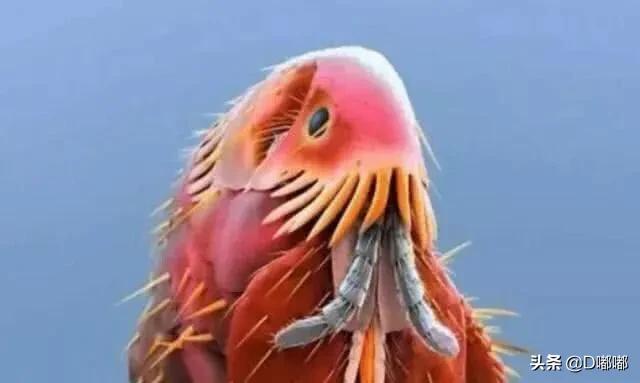 显微镜40倍分辨寄生虫,所有寄生虫在显微镜下看的样子