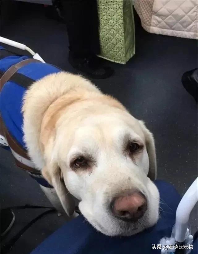 导盲犬被踩了也不敢出声怎么办,导盲犬在地铁压到脚原视频