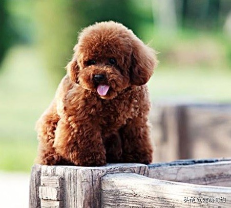 泰迪消化不良,泰迪消化不良的原因