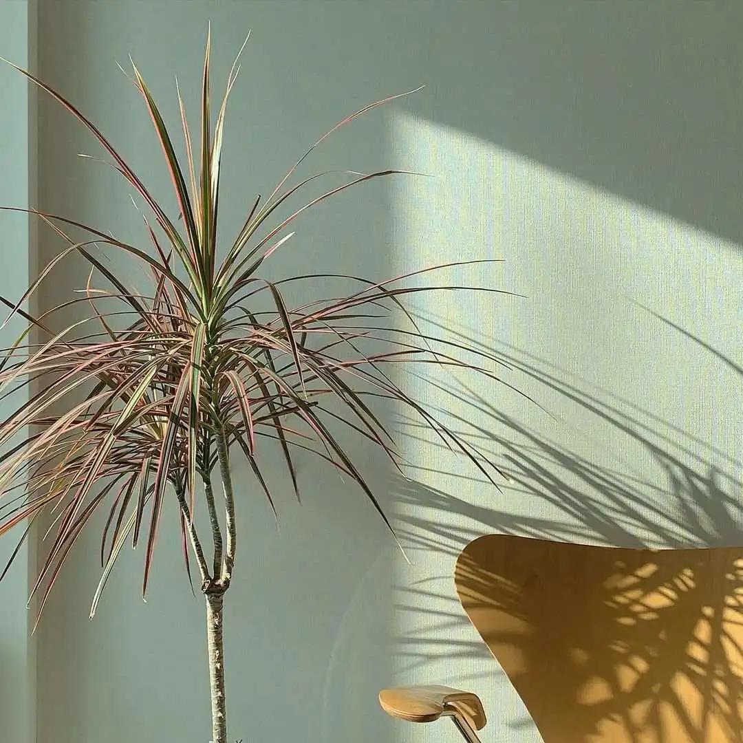 ins十大网红绿植,ins网红绿植大全