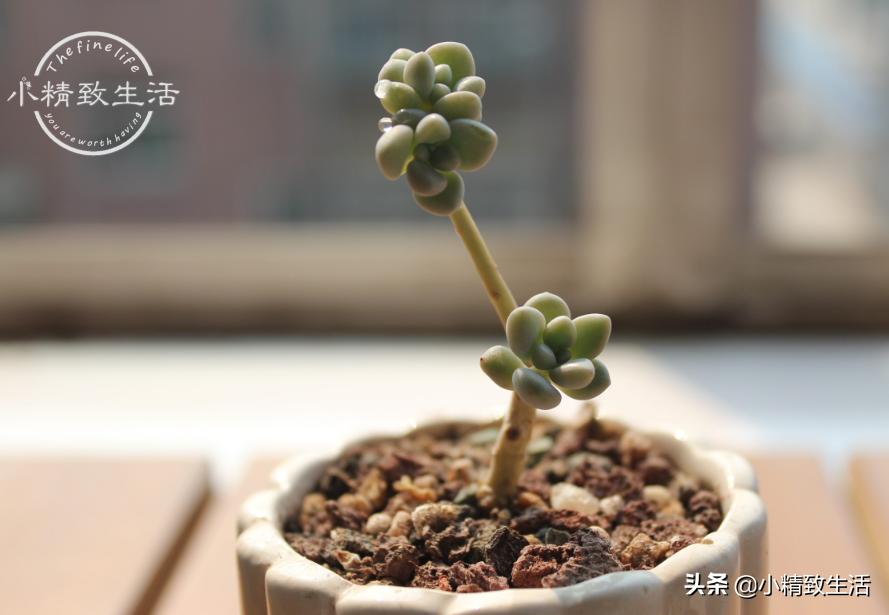 10种公认最好养好养的多肉老桩,比较好养的多肉老桩