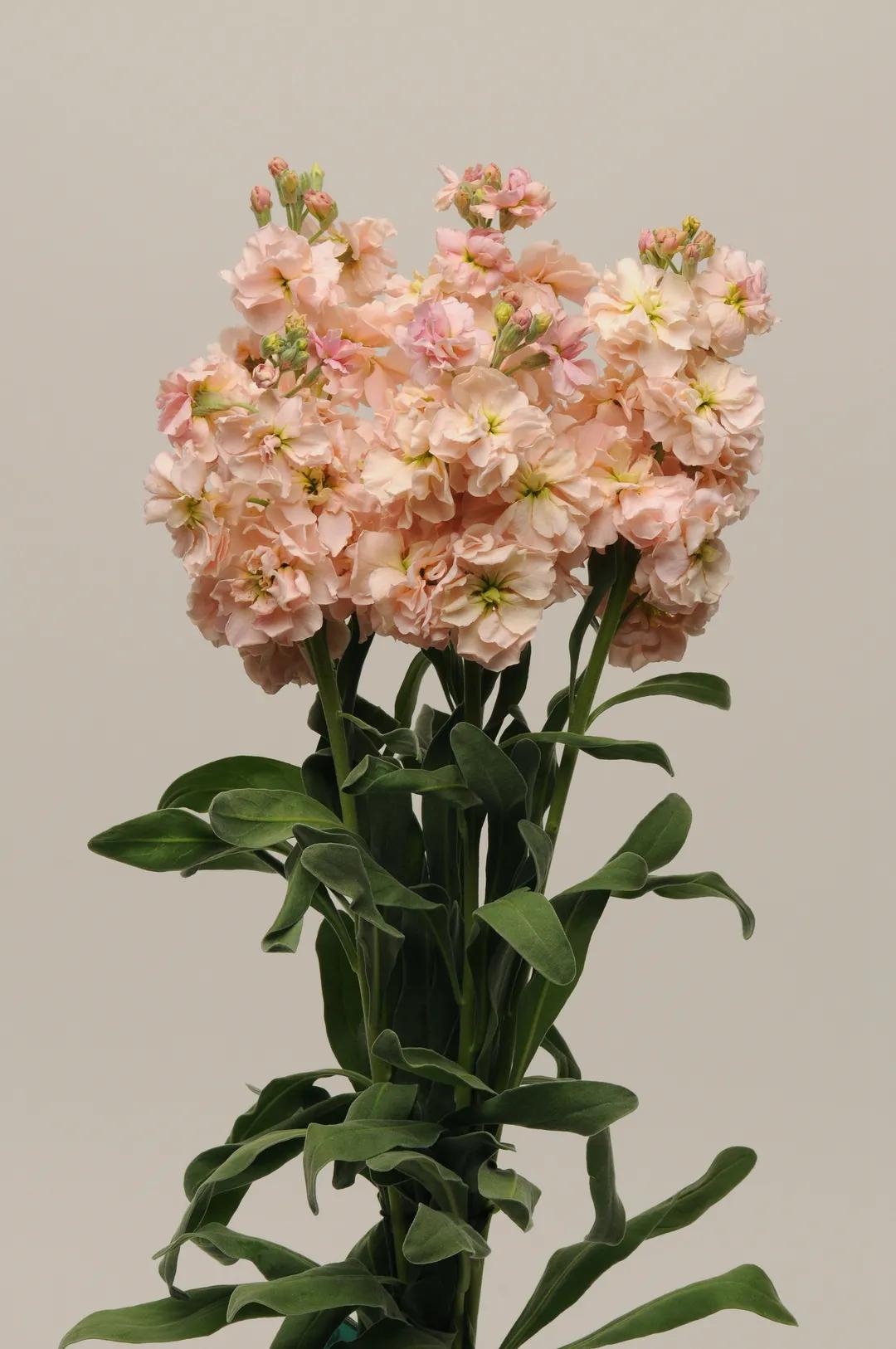 紫罗兰凯斯系列来了！早花百搭带芳香，轻松实现你的切花自由梦