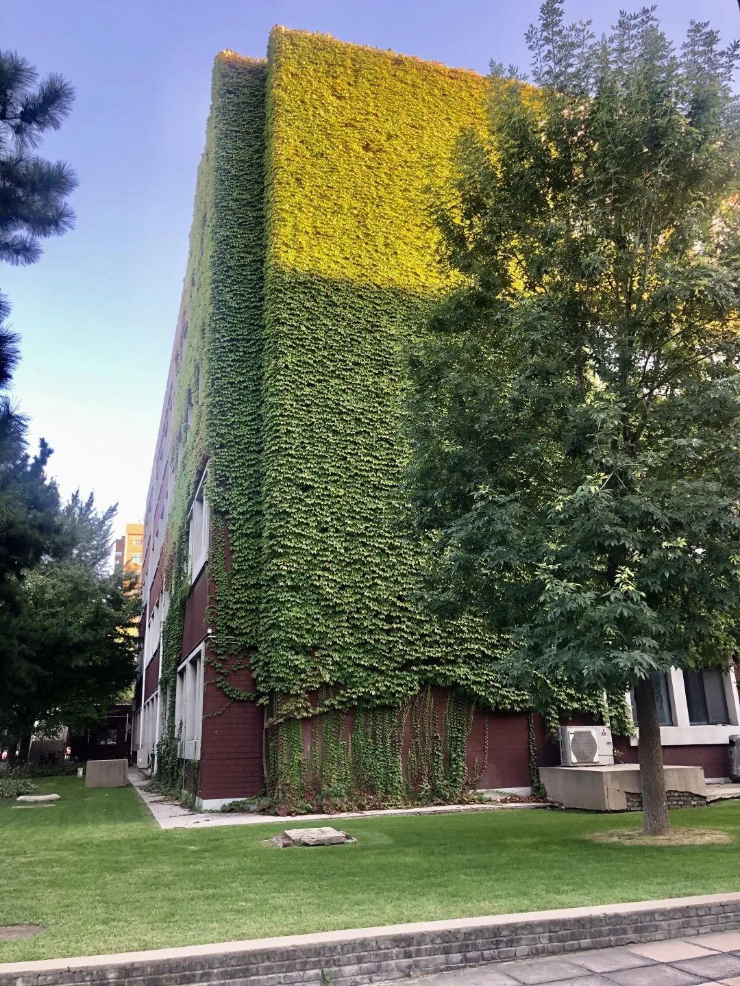 爬山虎的脚课文的优美词汇,爬山虎的脚是几年级课文