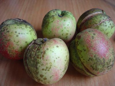 油桃幼果期裂果怎么回事,冬桃裂果最佳防治方法