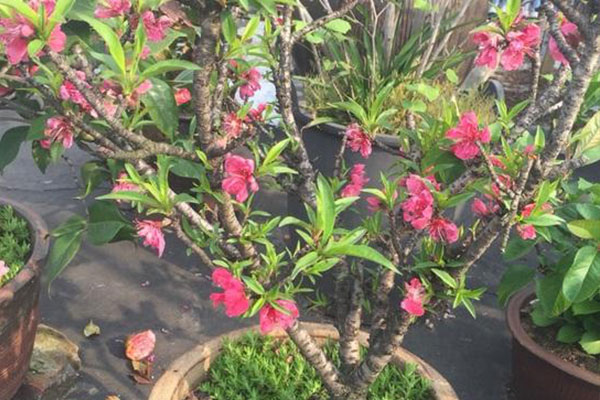 桃花盆栽很好养!瓦盆砂土长势旺,过冬冻一冻花更多!