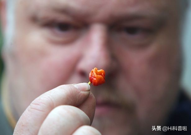 龙息辣椒的杀伤力,龙息辣椒为什么大家都能吃