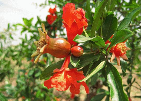 不用吐籽的石榴你吃过么,四川不吐籽的石榴