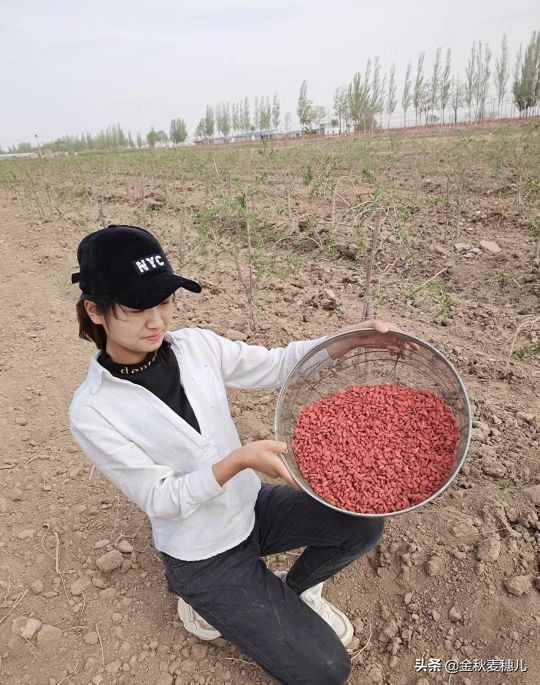 宁夏枸杞细节,宁夏的枸杞苦怎么回事