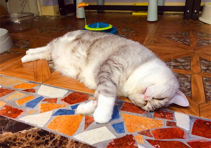 猫咪腹部不大就一定是猫传腹吗,猫咪腹部下垂但是身体很瘦