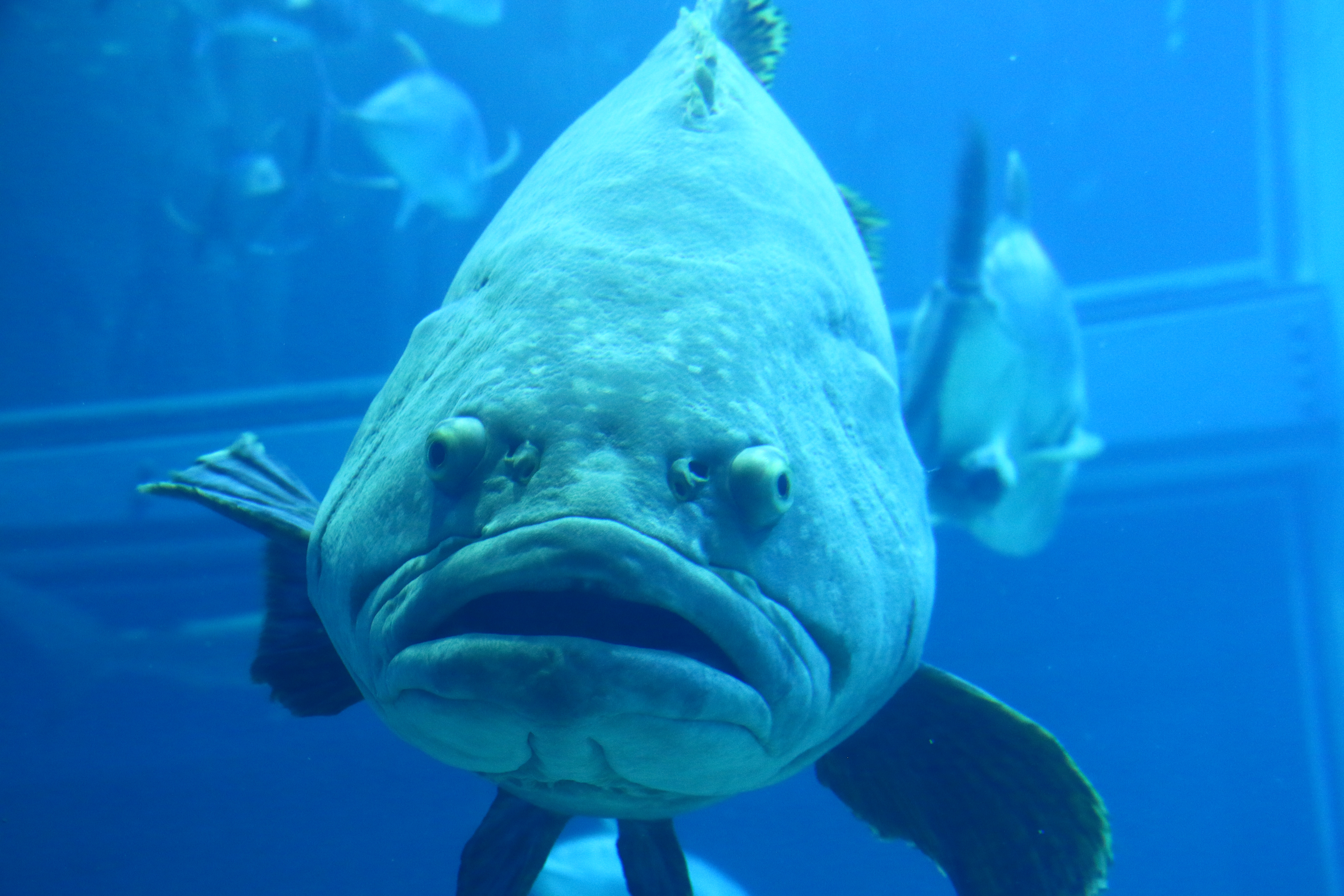 日本奈良自由行详细攻略,日本大阪京都自由行路线