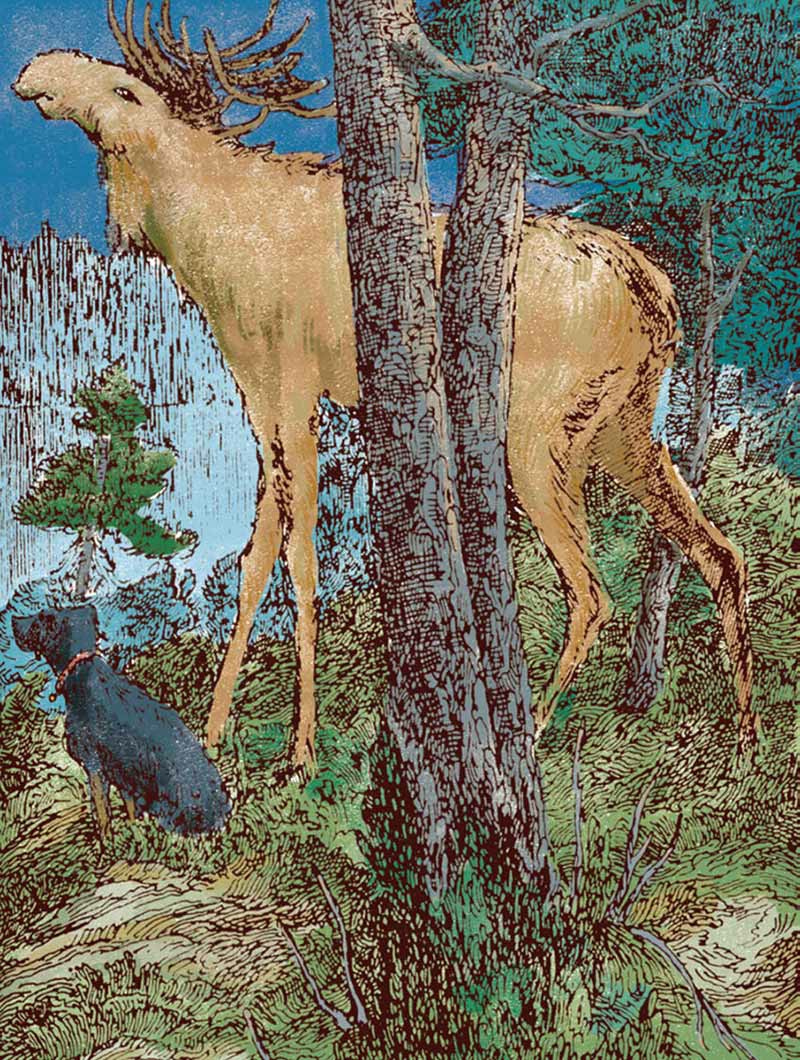 骑鹅旅行记尼尔斯的成长过程,尼尔斯骑鹅旅行历险记梗概