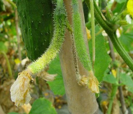 黄瓜1米高不结瓜怎么补救,黄瓜化瓜是什么原因