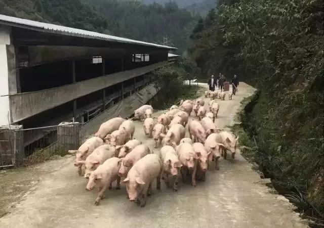 100头母猪养殖视频大全,1000头规模猪场母猪管理流程