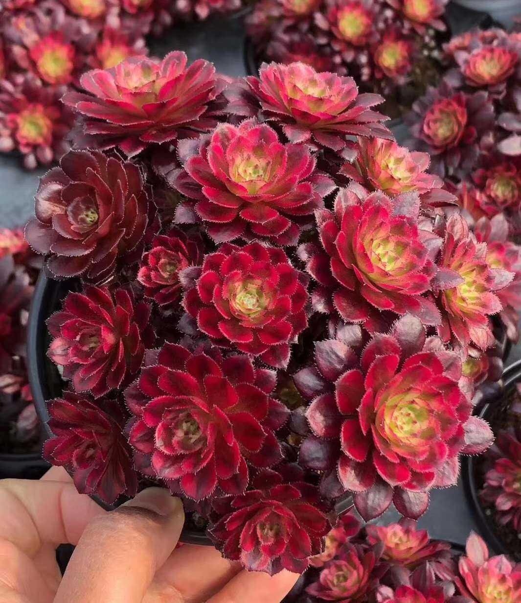 网上买的花有哪些陷阱,网购花怎么避坑