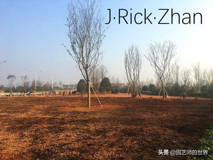 适合北方庭院种植的低矮草坪,家庭庭院怎样混搭种植草坪和蔬菜