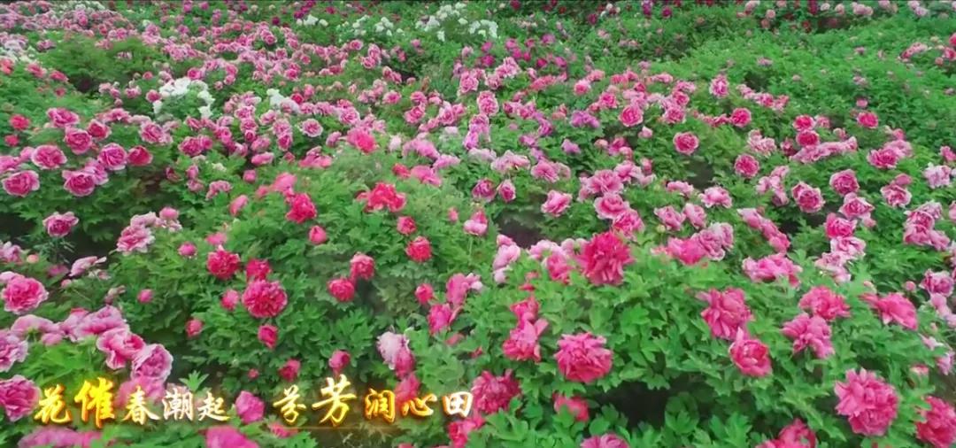 古县千年牡丹花视频,山西临汾古县看千年牡丹