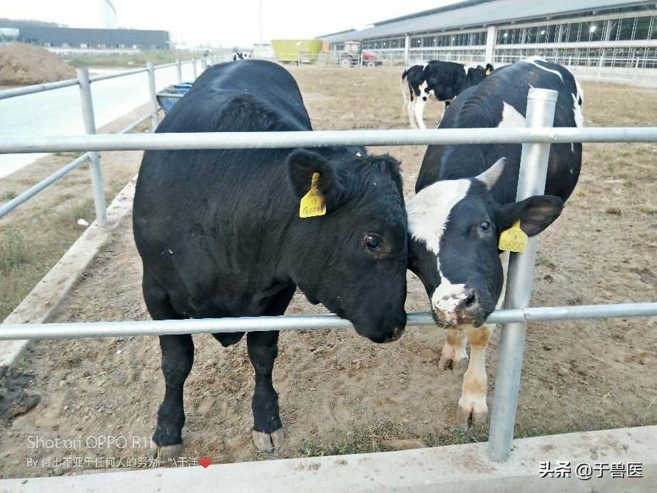 奶牛乳房炎诊断,奶牛乳房炎发病原因及防治方法