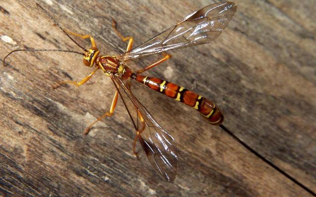 瓢虫害虫和益虫的区别图,益虫害虫有哪些视频