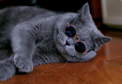 英短猫大便有血是怎么回事,美短猫便便稀怎么办