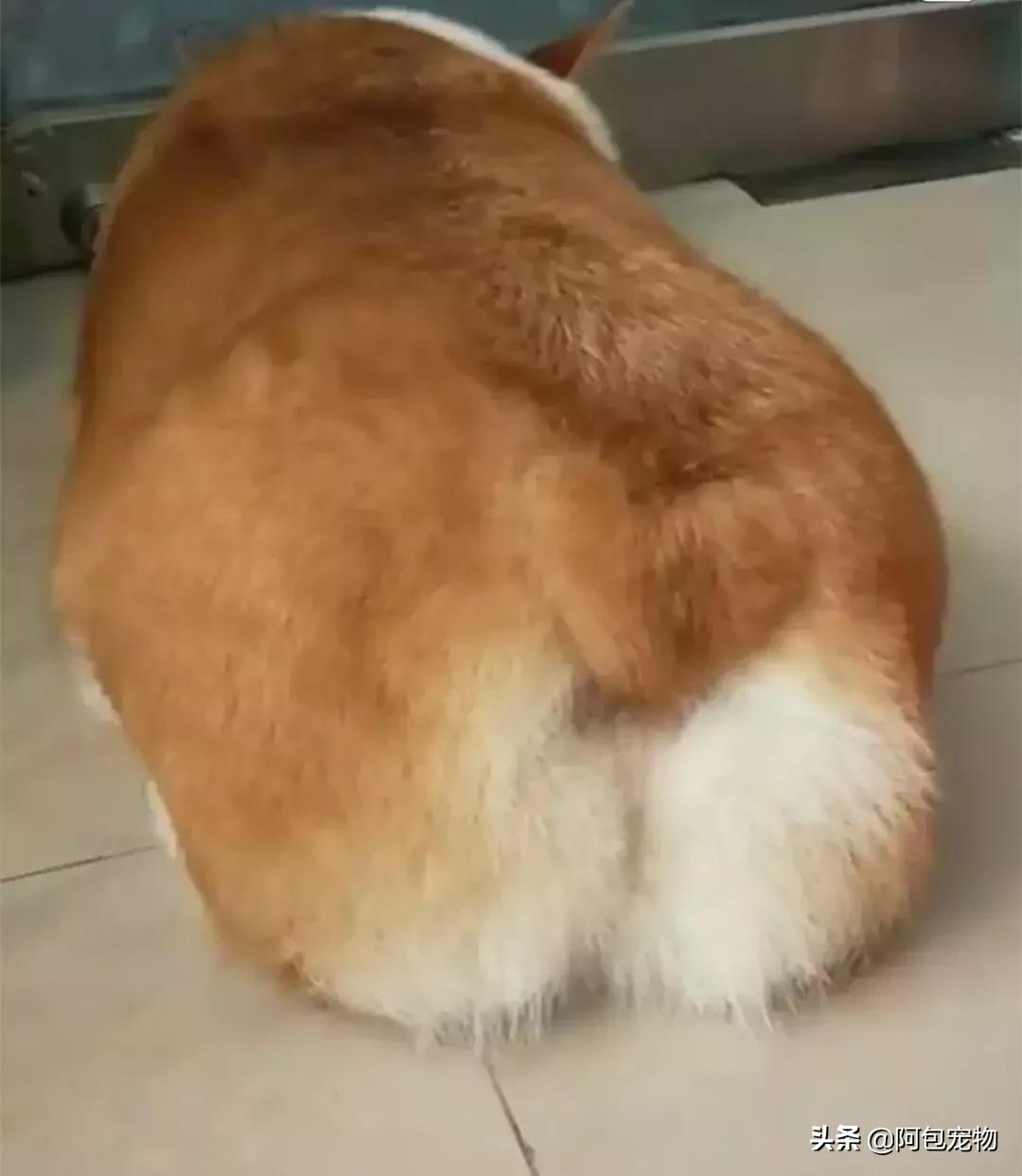 2019柯基国家展,首届柯基