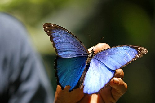 世界上的各种蝴蝶,为什么世界上有五彩斑斓的蝴蝶