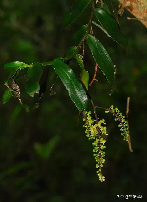 兰花国家级濒危珍稀物种布袋兰,国家保护植物兰花品种介绍