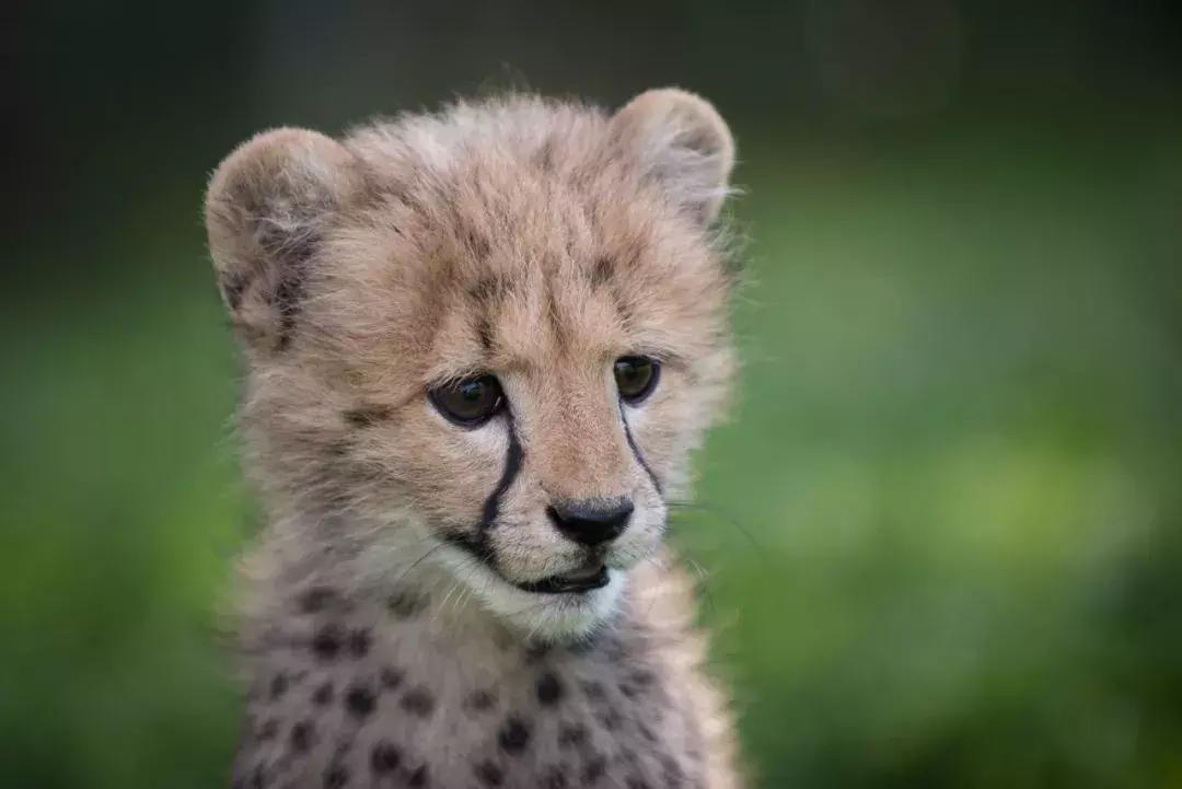 狗狗真是一种神奇的动物,狗狗是什么科的动物
