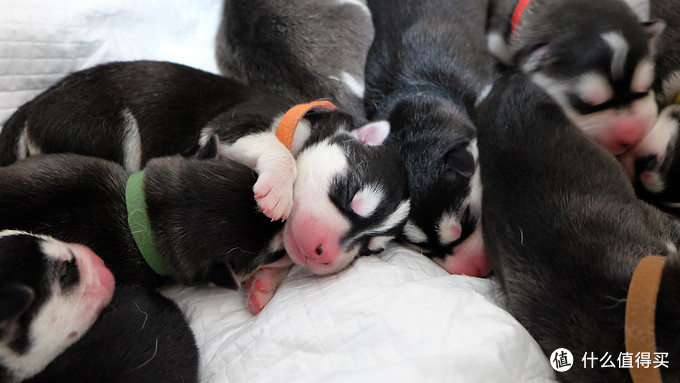 一次创世纪的生活体验—记哈士奇当妈妈