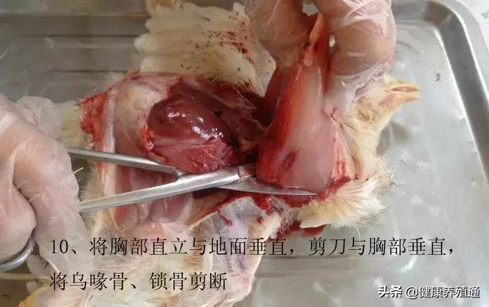 家禽与家禽解剖的不同点,家禽疾病诊断及解剖步骤